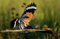 Dudek chocholaty - Upupa epops - Common Hoopoe o8463